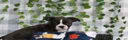 Boston Terrier dogs for sale: Angel - Ad 1