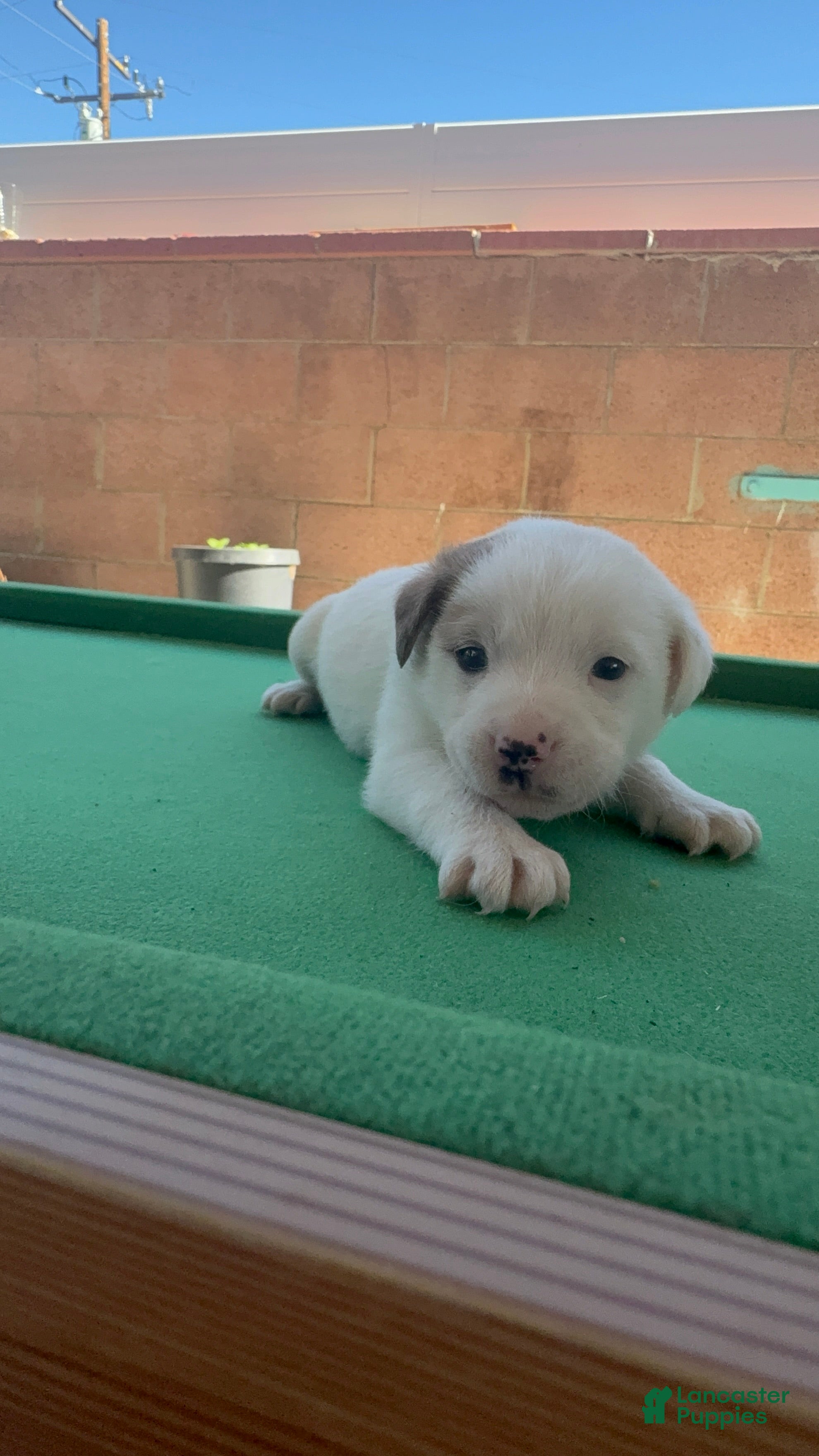 Mixed Breed dogs Mixed Breed Puppy 5 - Ad 8