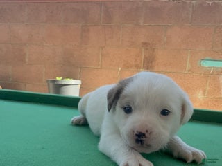 Mixed Breed dogs Mixed Breed Puppy 5 - Ad 38