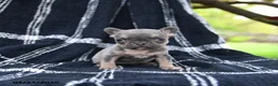 French Bulldog dogs for sale: Rain  - Ad 3