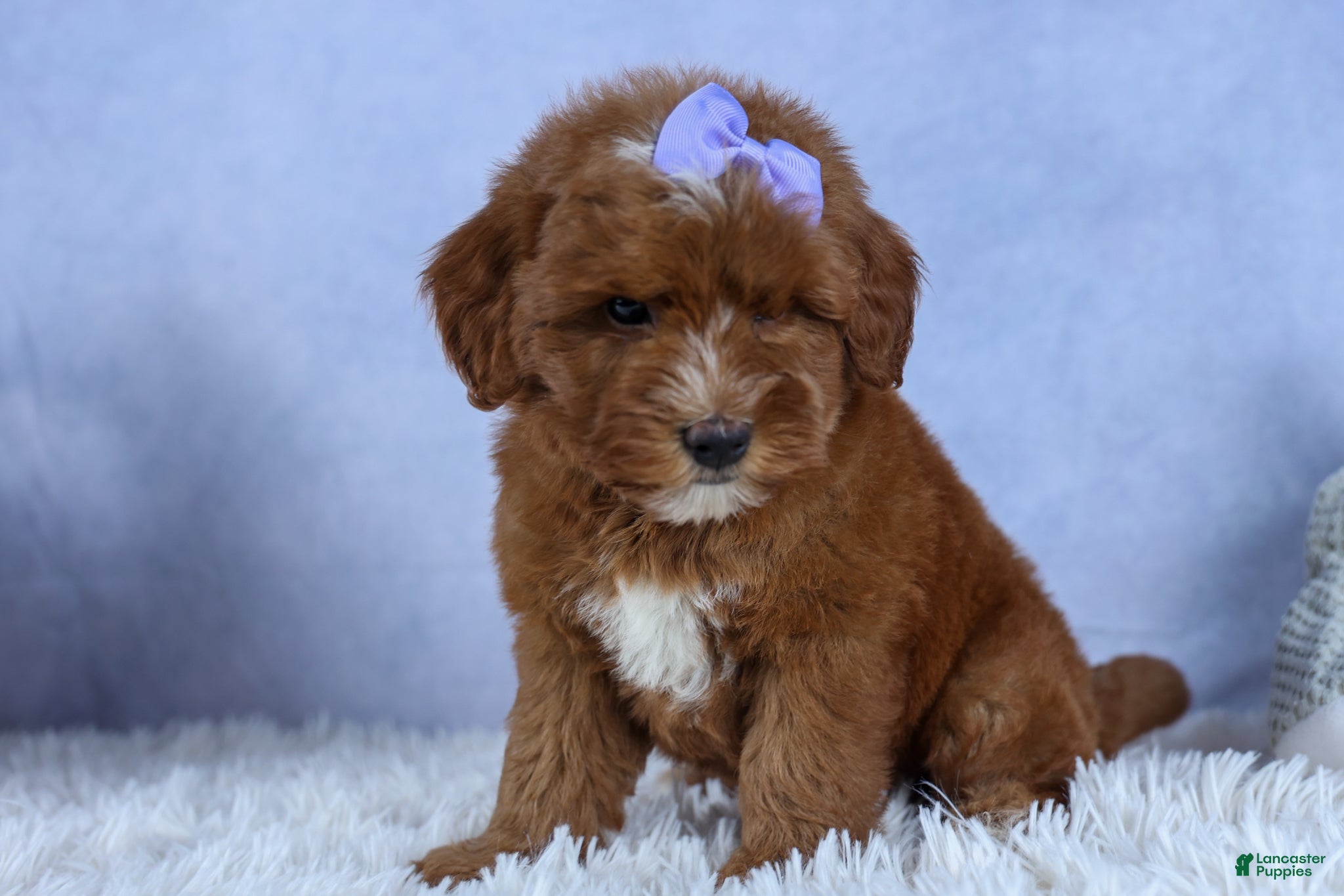 Mini Goldendoodle dogs 🐾 Meet Natasha – F2B Mini Goldendoodle Puppy 🐾 - Ad 1