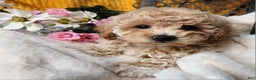 Toy Poodle dogs for sale: Muffin - Ad 3