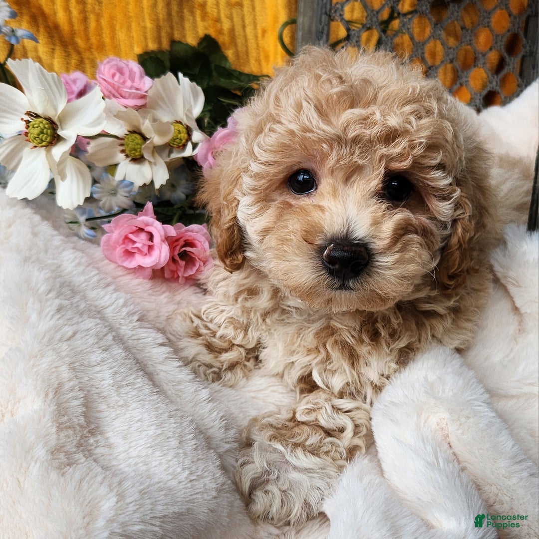 Toy Poodle dogs for sale: Muffin - Ad 3
