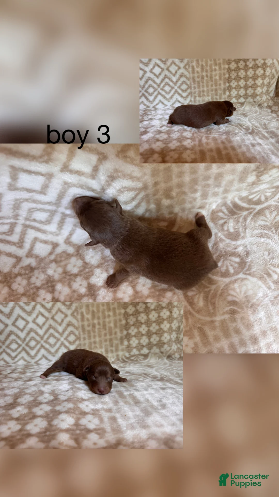 Australian Shepherd dogs for sale: Australian Shepherd Puppy Boy 3  - Ad 1