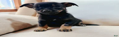 Frankie