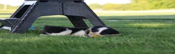 Border Collie dogs for sale: Waylon - Ad 3