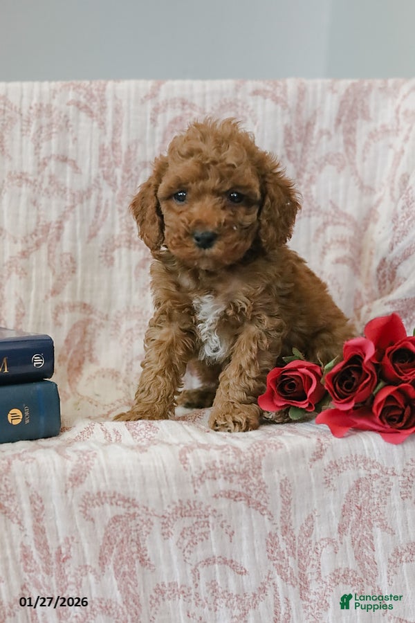 Cockapoo dogs Jerry - Ad 6