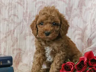 Cockapoo dogs Jerry - Ad 6
