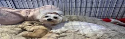 Maltipoo dogs for sale: Milo - Ad 4