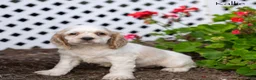 Cocker Spaniel dogs for sale: Kallie - Ad 4