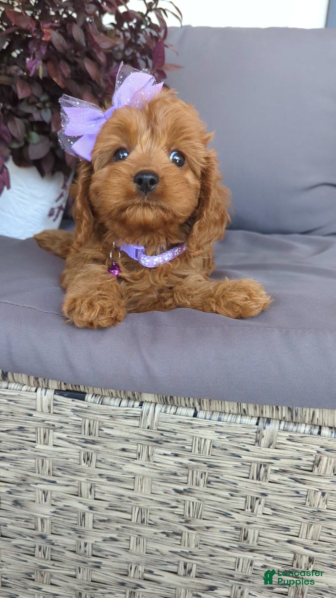 Cavapoo dogs Willow  - Ad 2