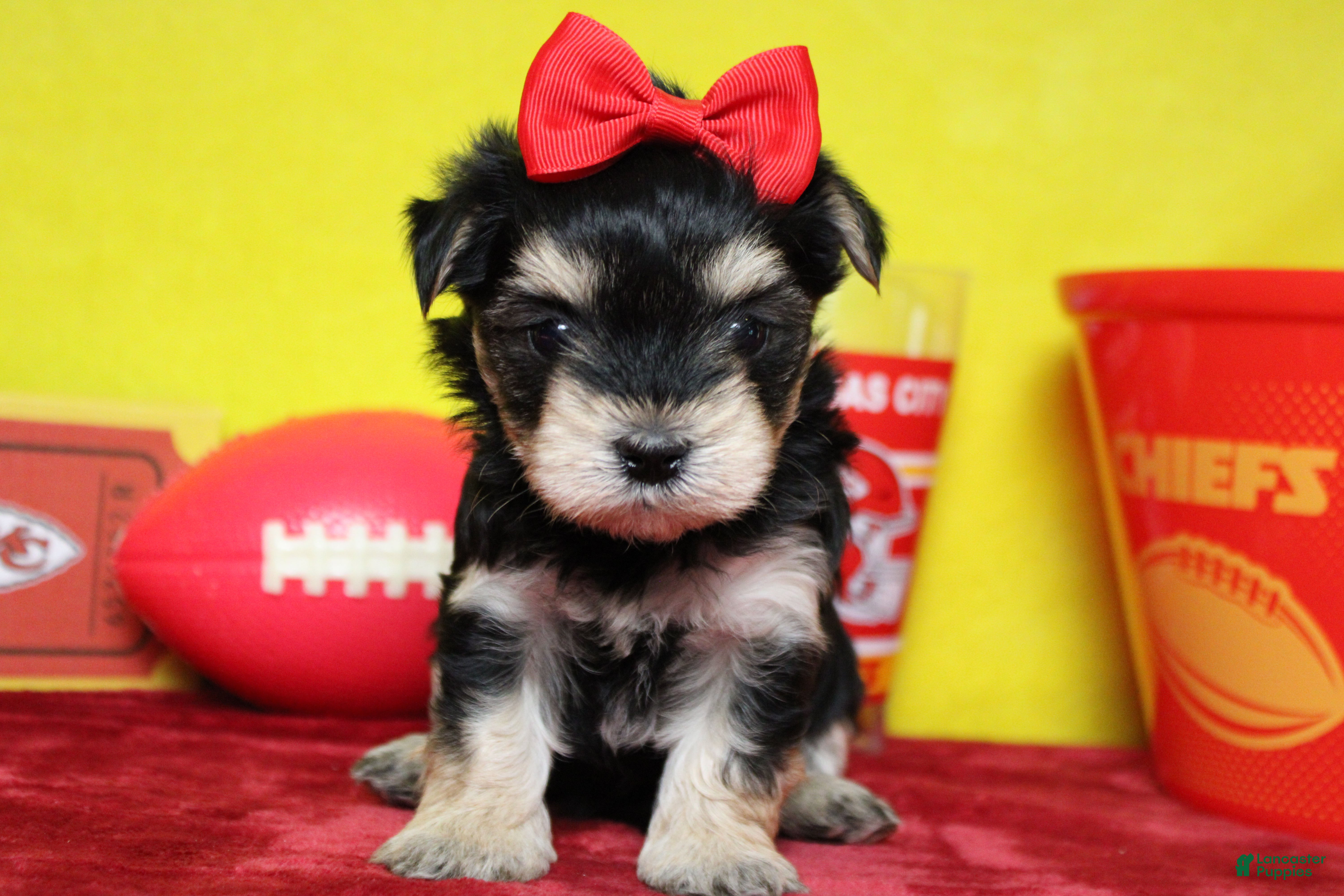 Morkie dogs for sale: Gretel  - Ad 37