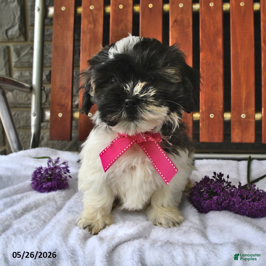 Teddy Bear dogs Aurora - Ad 1