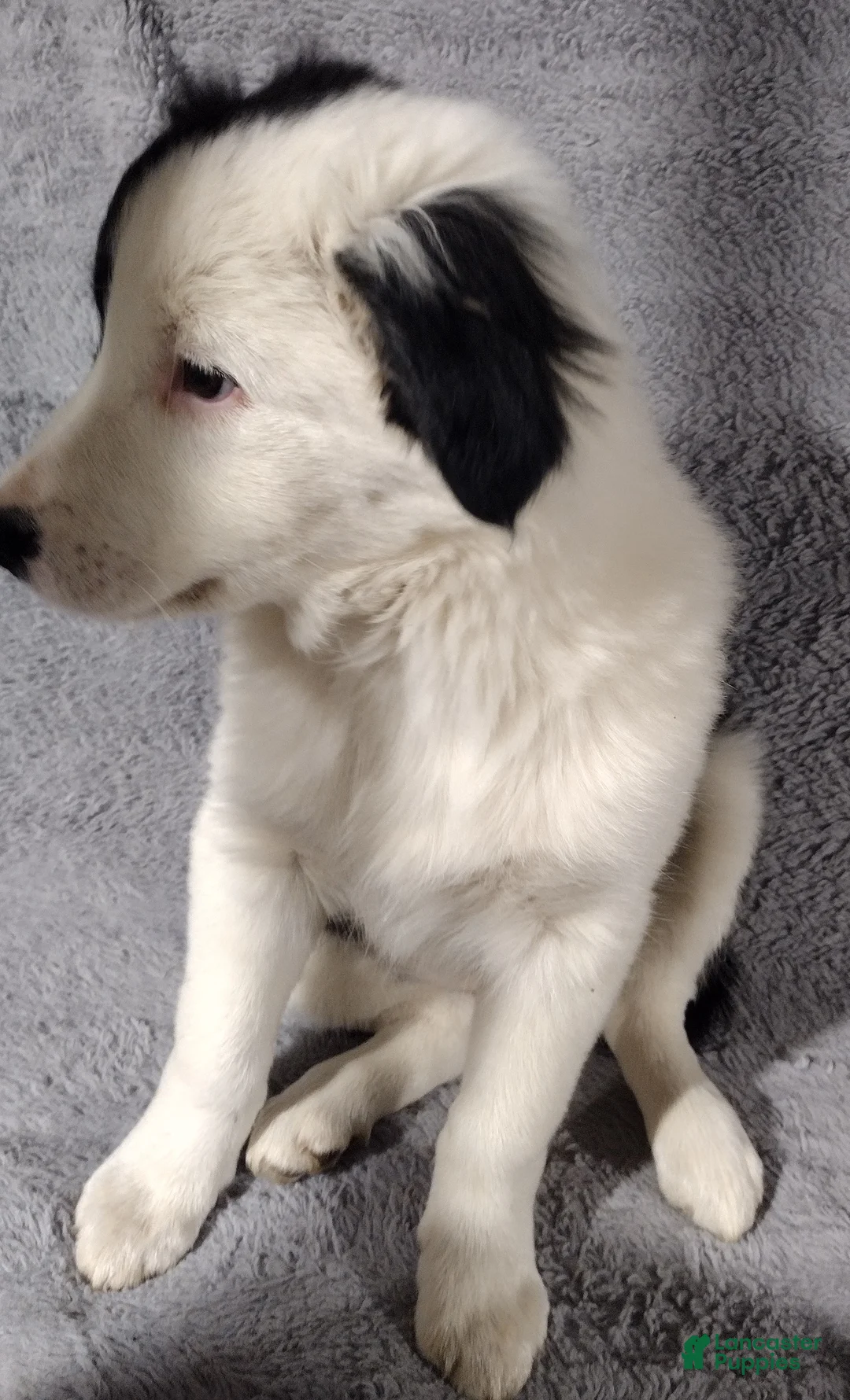 Border Collie dogs for sale: Zoe  - Ad 2