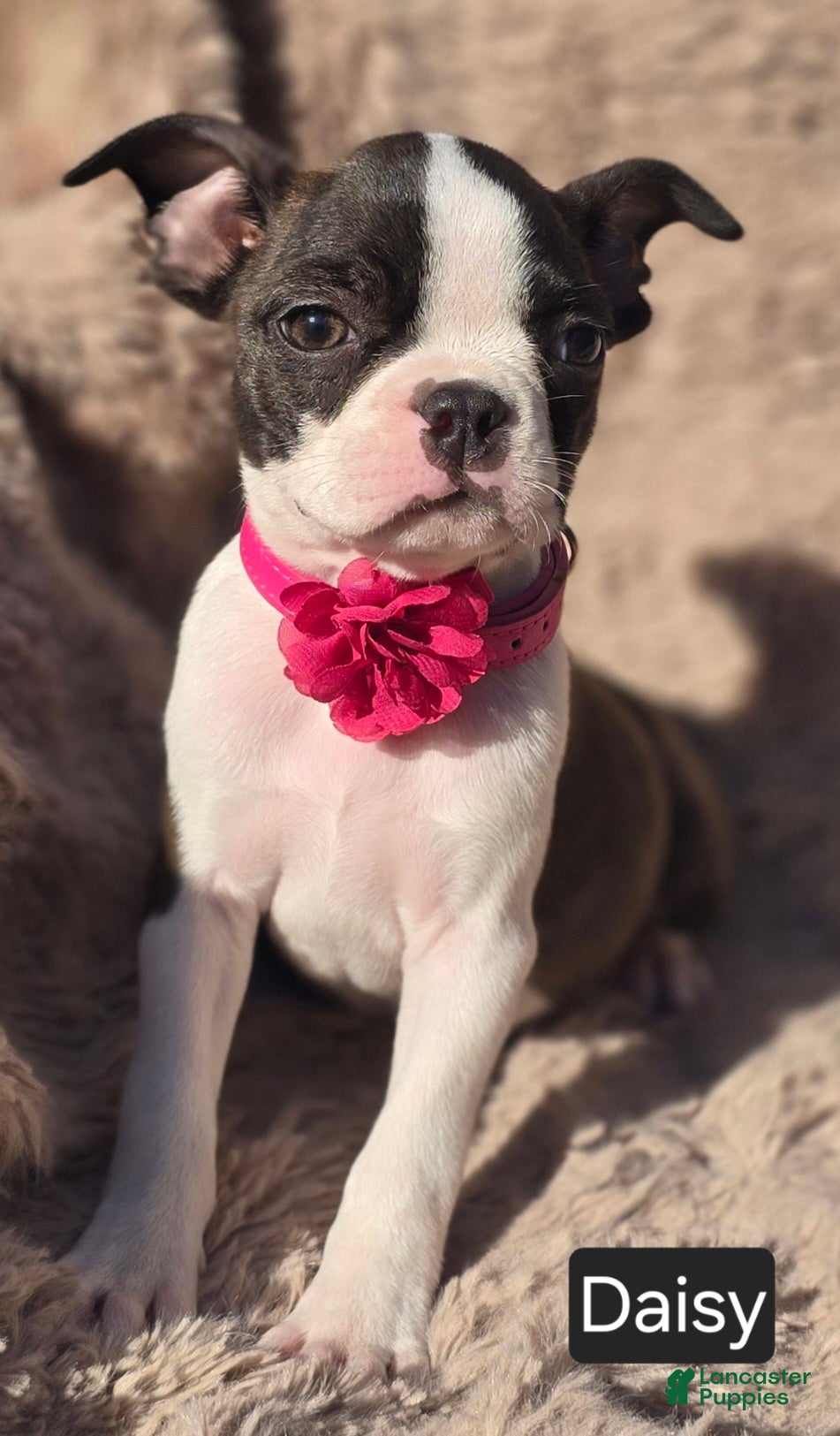 Boston Terrier dogs Daisy - Ad 2