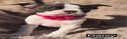 Boston Terrier dogs for sale: Daisy - Ad 2