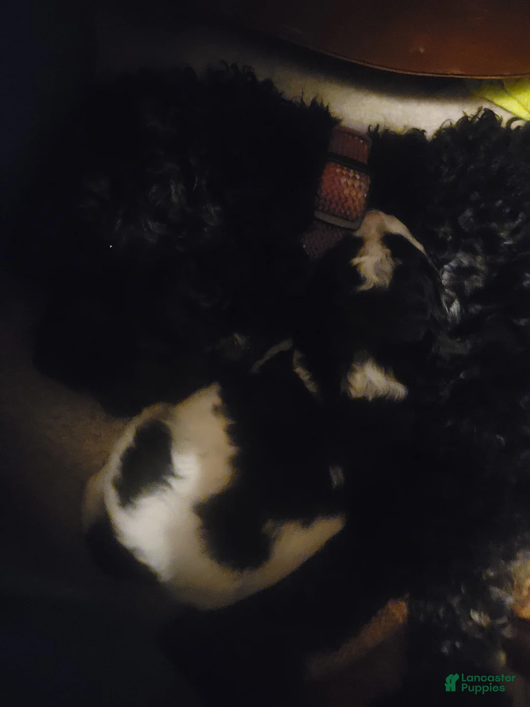 Mixed Breed dogs for sale: Chopper - Ad 6