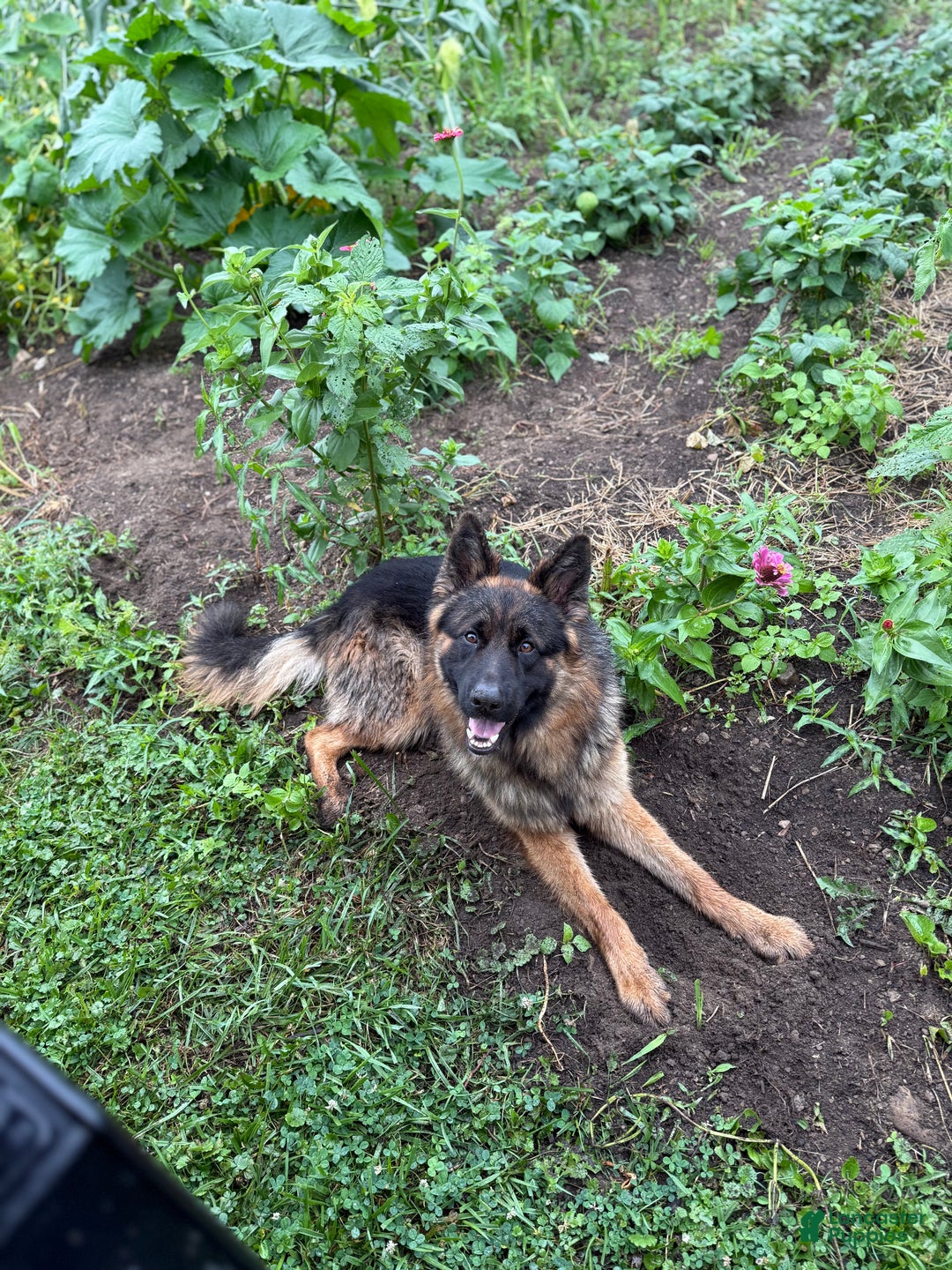 German Shepherd dogs for sale: German Shepherd Puppy 1 - Ad 9