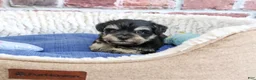 Miniature Schnauzer dogs for sale: Julius - Ad 11