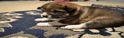 Shiba Inu dogs for sale: Touka  - Ad 18
