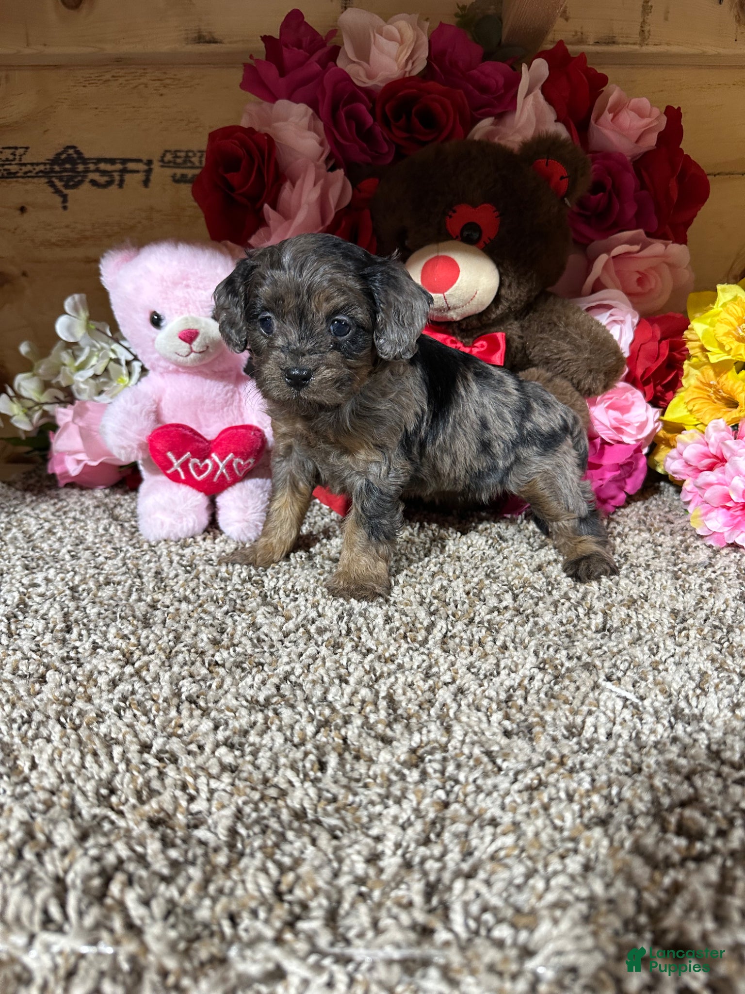 Cavapoo dogs Cavapoo Puppy 3 - Ad 2