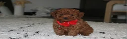 Toy Poodle dogs for sale: Acey - Ad 3