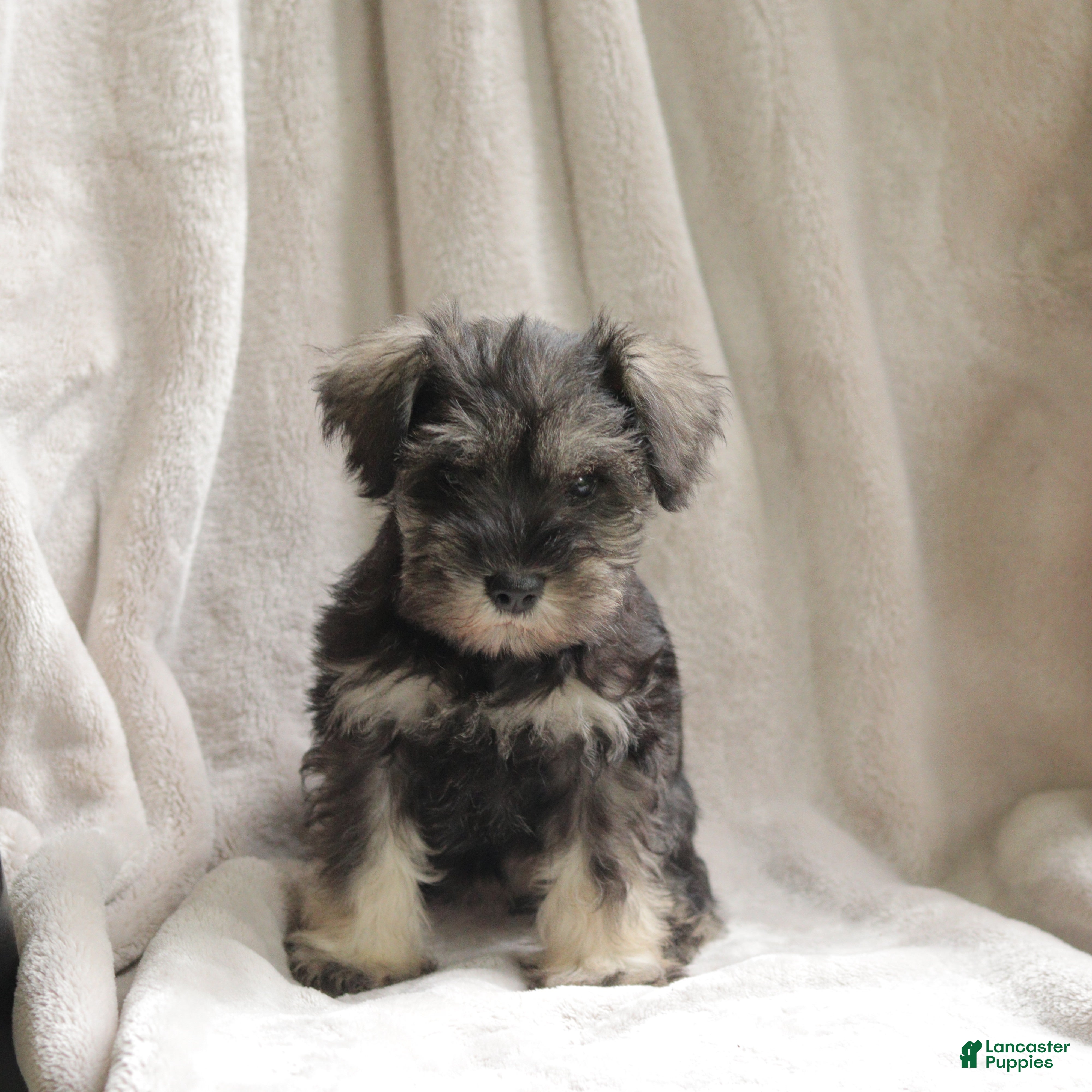 Miniature Schnauzer dogs Precious - Ad 1