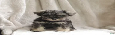 Precious