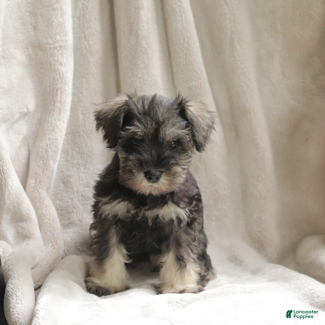 Miniature Schnauzer dogs for sale: Precious - Ad 1