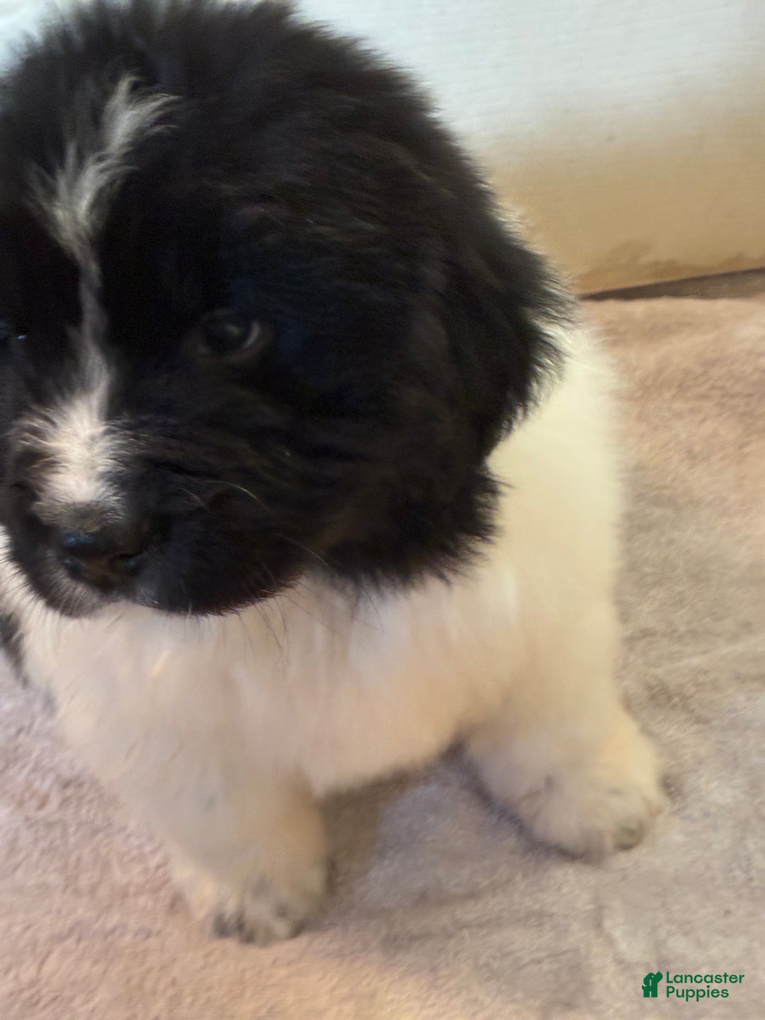 Newfoundland dogs for sale: Newfoundland Puppy 4 - Ad 5