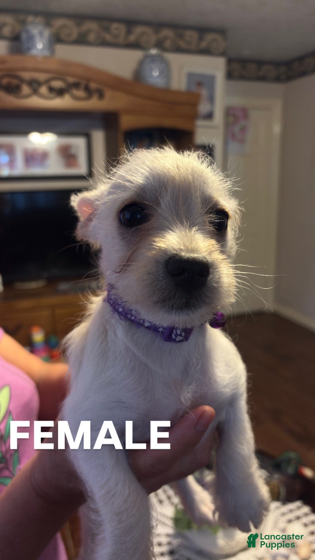 Mixed Breed dogs Mixed Breed 3 - Ad 36
