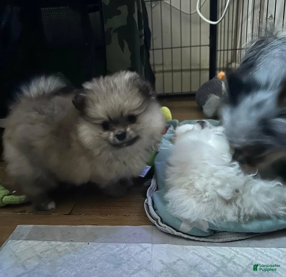 Pomeranian dogs for sale: Molly - Ad 1