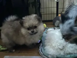 Pomeranian dogs Molly - Ad 12