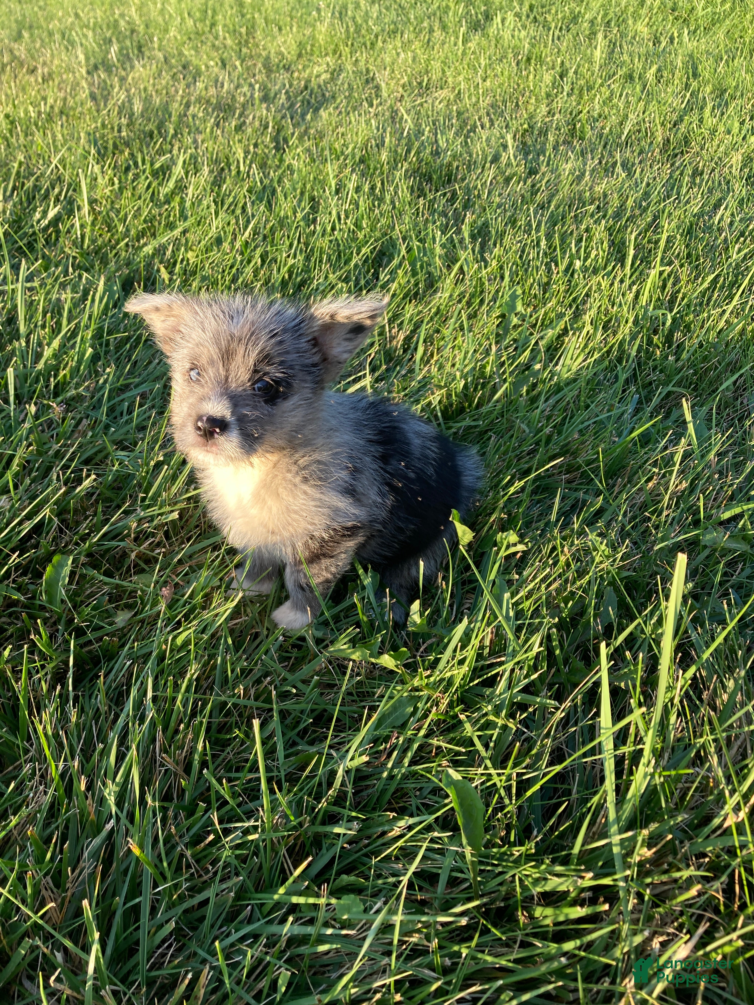 Corgipoo dogs Teddy - Ad 2
