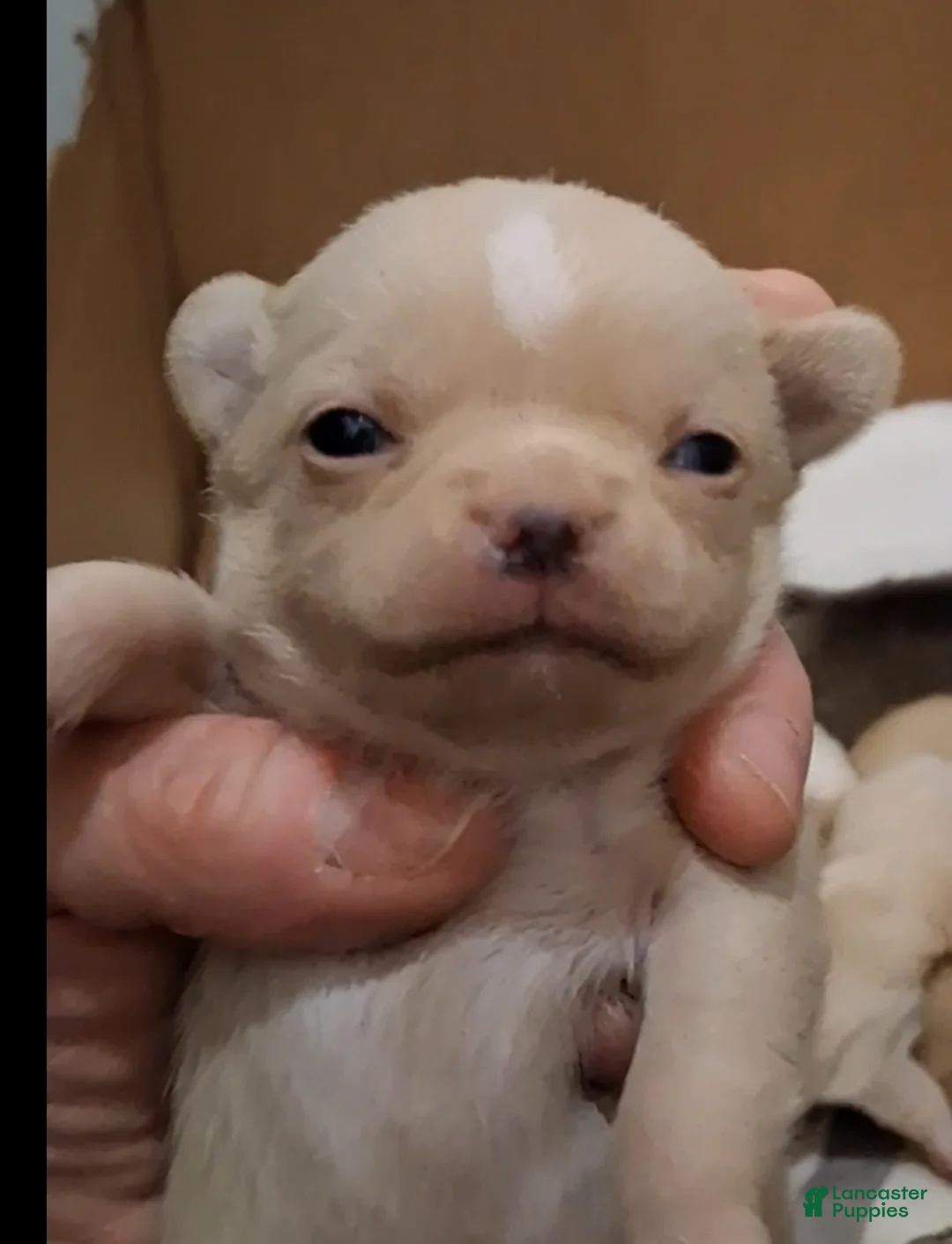 Chihuahua dogs for sale: Chihuahua Puppy 1 - Ad 1