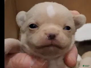 Chihuahua dogs Chihuahua Puppy 1 - Ad 30