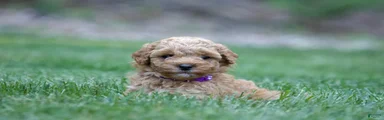 Miniature Poodle 3