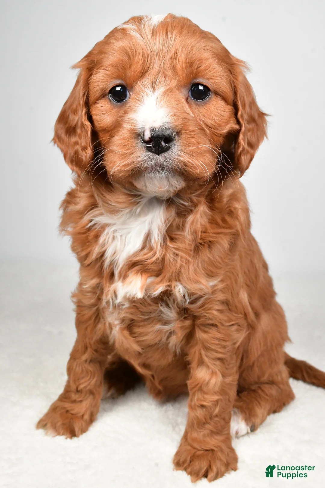 Mini Goldendoodle dogs for sale: Buttercup - Ad 4