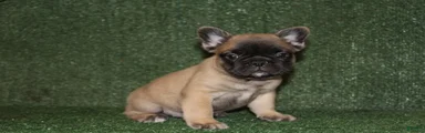 French Bulldog 1