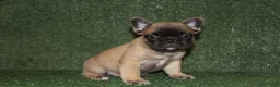 French Bulldog dogs for sale: French Bulldog 1 - Ad 1