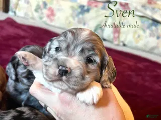 Cocker Spaniel dogs Sven - Ad 10