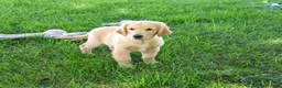 Golden Retriever dogs for sale: Georgie - Ad 4