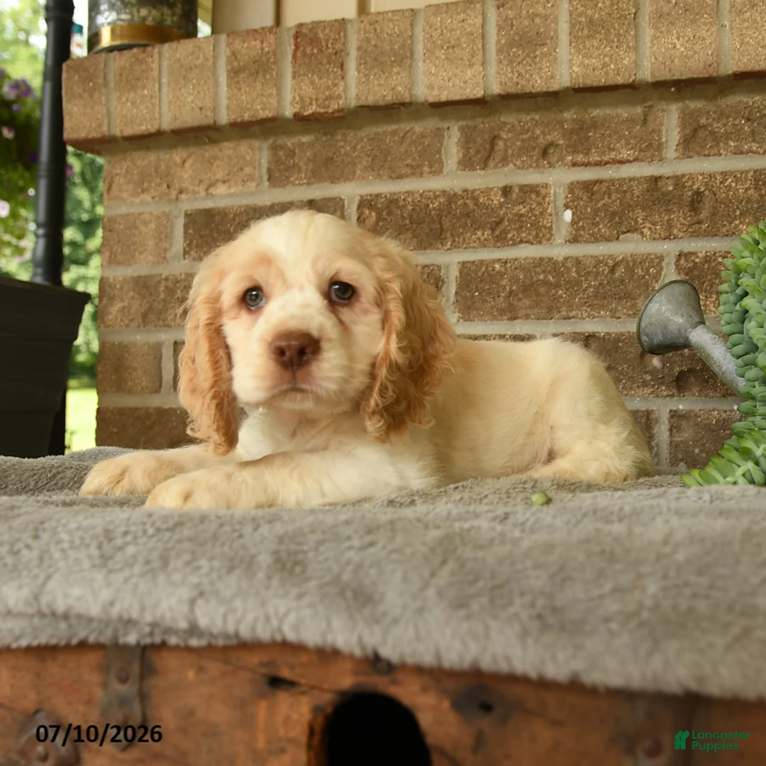 English Cocker Spaniel dogs for sale: Jinx - Ad 3