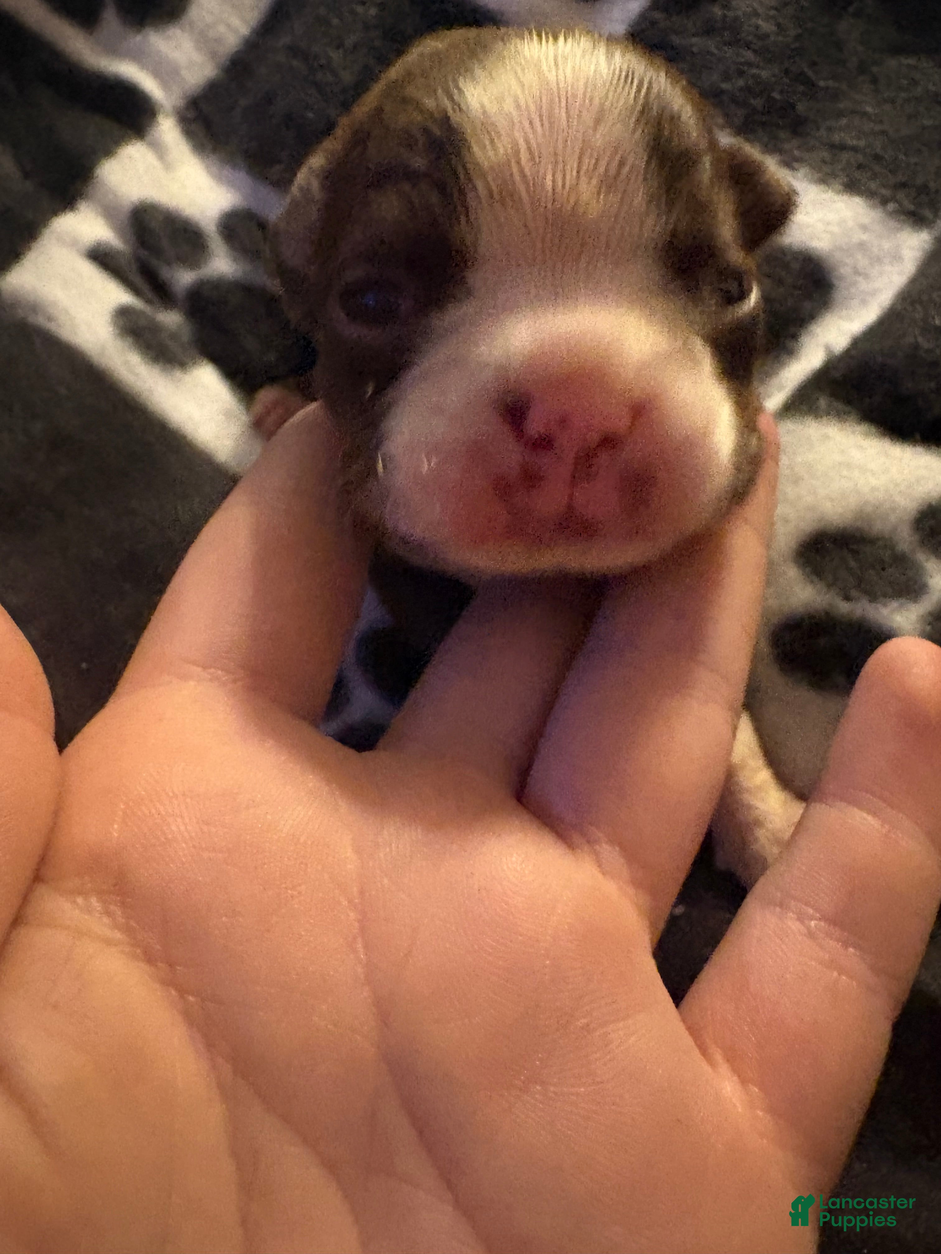 Boston Terrier dogs Phillip - Ad 24