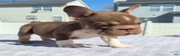 French Bulldog dogs for sale: Rollie - Ad 3