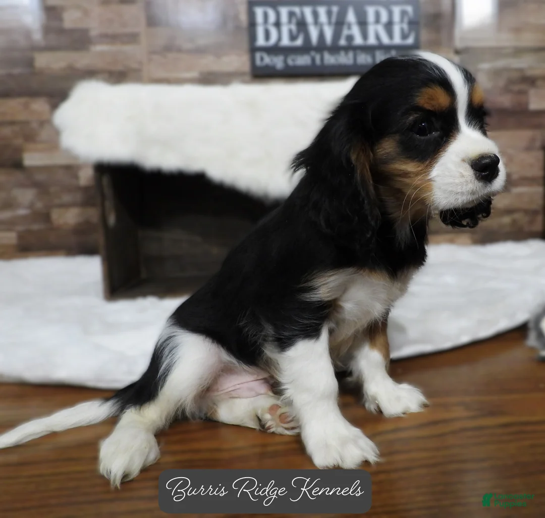 Cavalier King Charles Spaniel dogs for sale: Cavalier King Charles Spaniel Puppy 1 - Ad 3