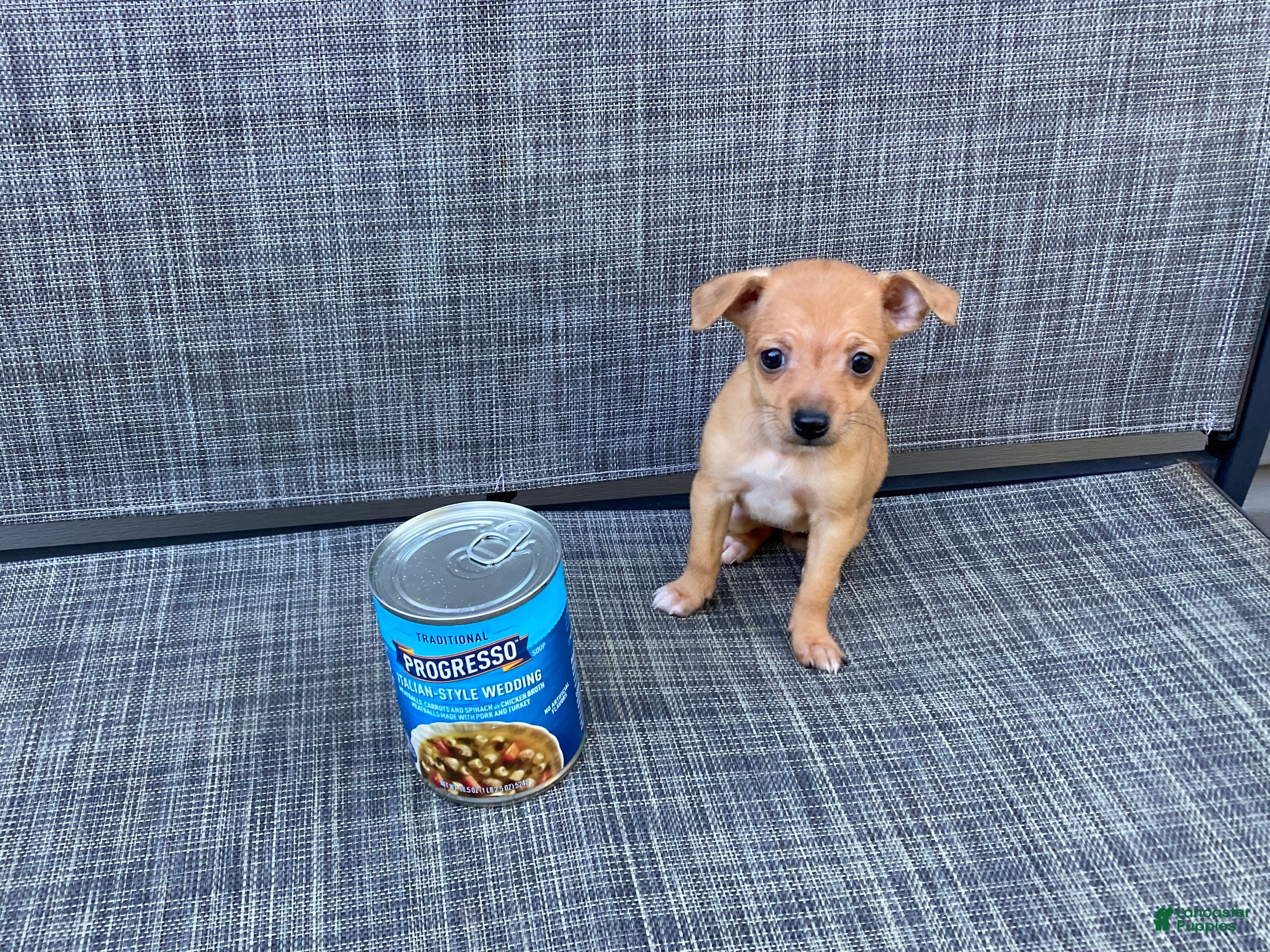 Chihuahua dogs Gidget - Ad 2