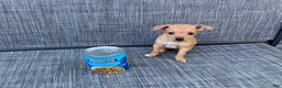 Chihuahua dogs for sale: Gidget - Ad 2