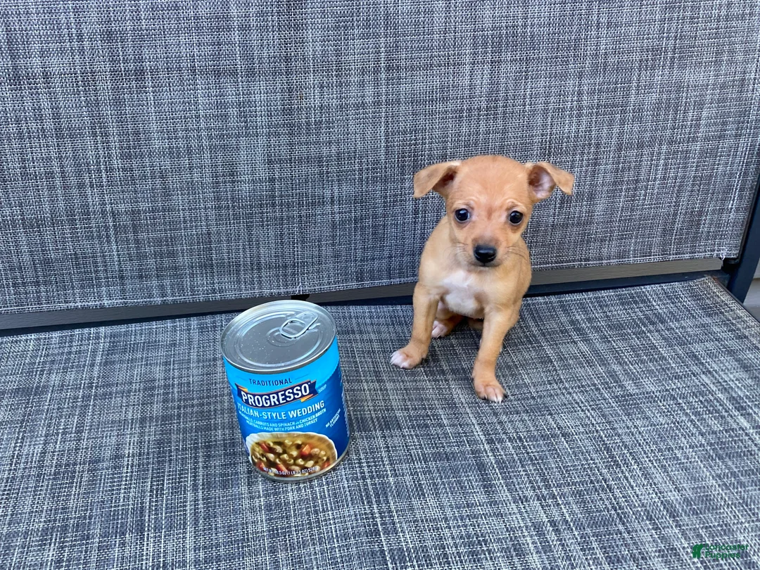 Chihuahua dogs for sale: Gidget - Ad 2