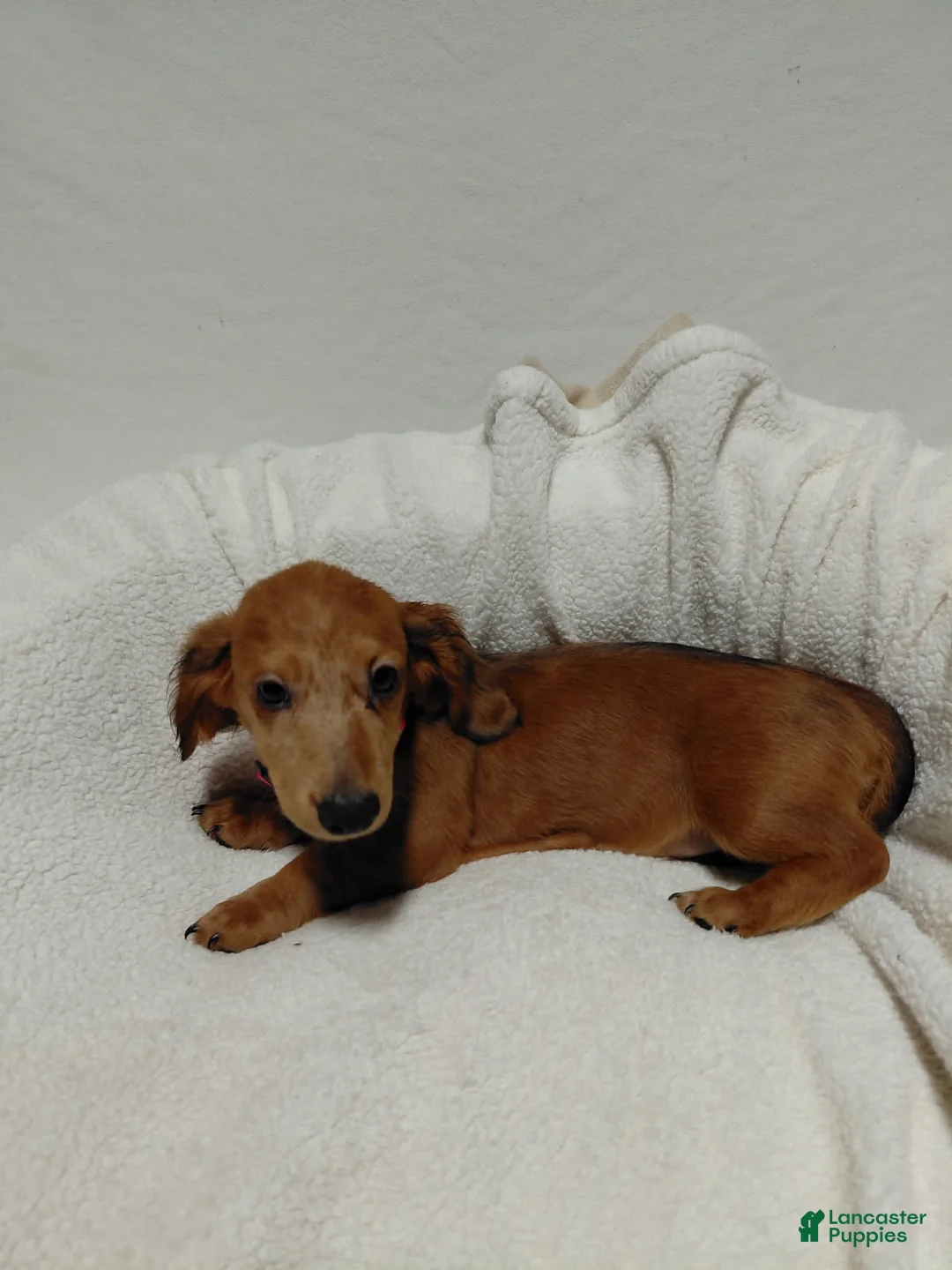 Miniature Dachshund dogs for sale: Girl 1 - Ad 2